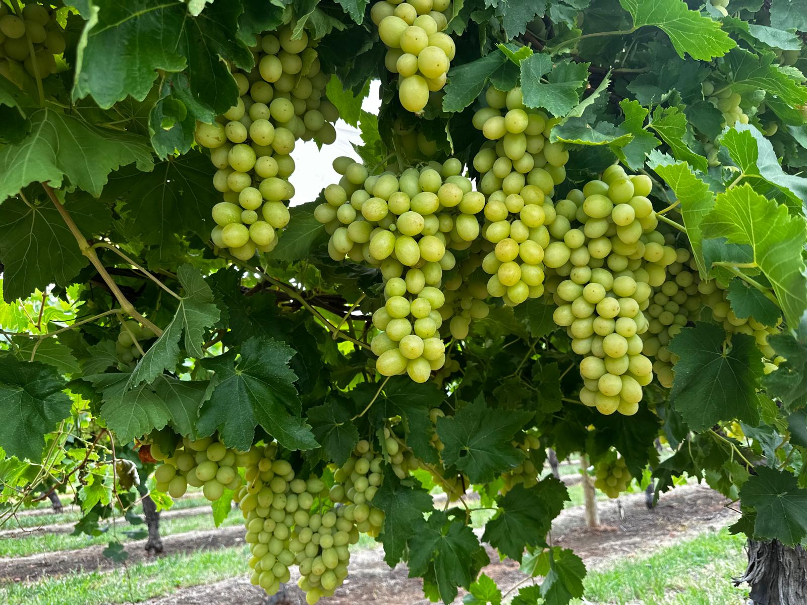 Menindee-Seedless